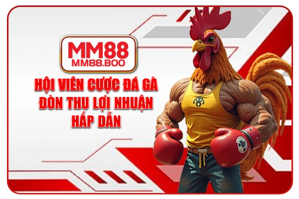Hội viên cược đá gà đòn thu lợi nhuận hấp dẫn